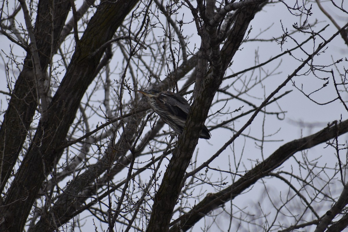 Great Blue Heron - ML514268611