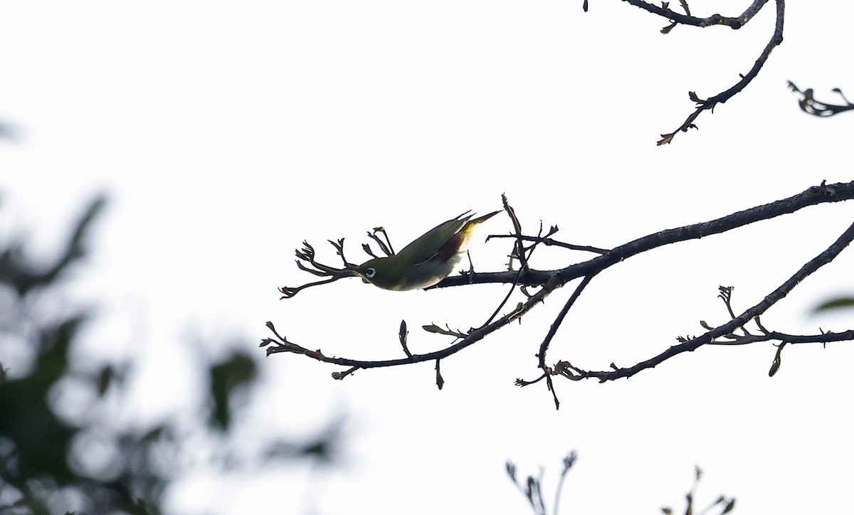 Chestnut-flanked White-eye - ML514269461