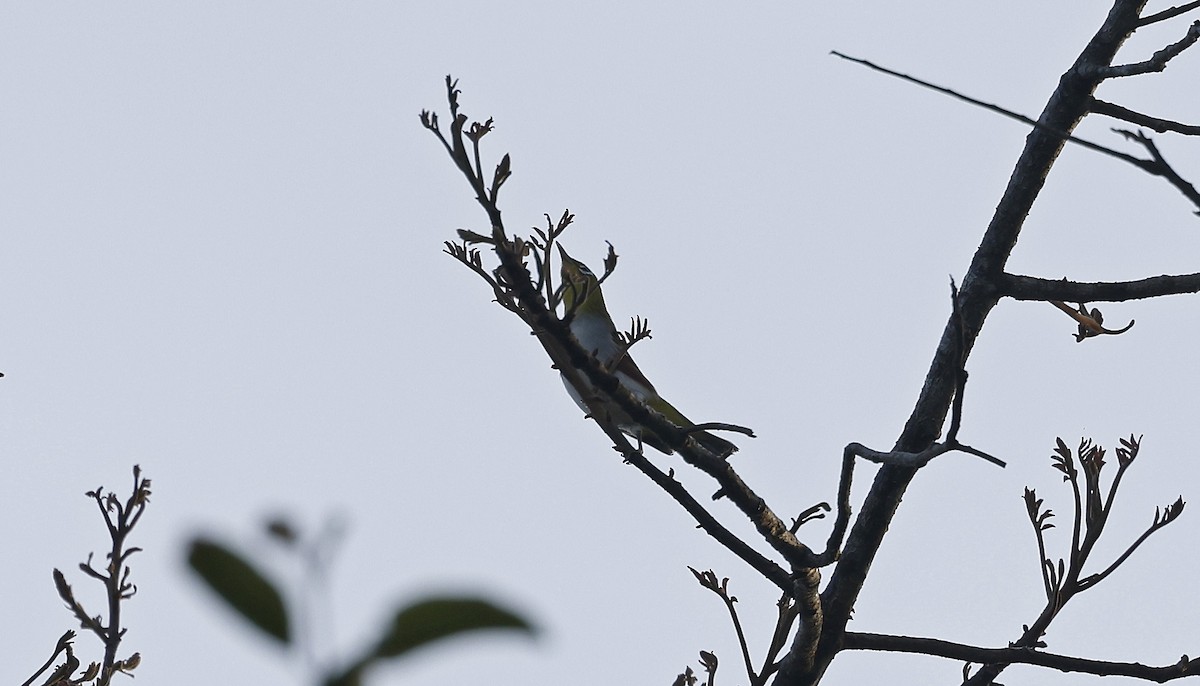 Rostflanken-Brillenvogel - ML514269501