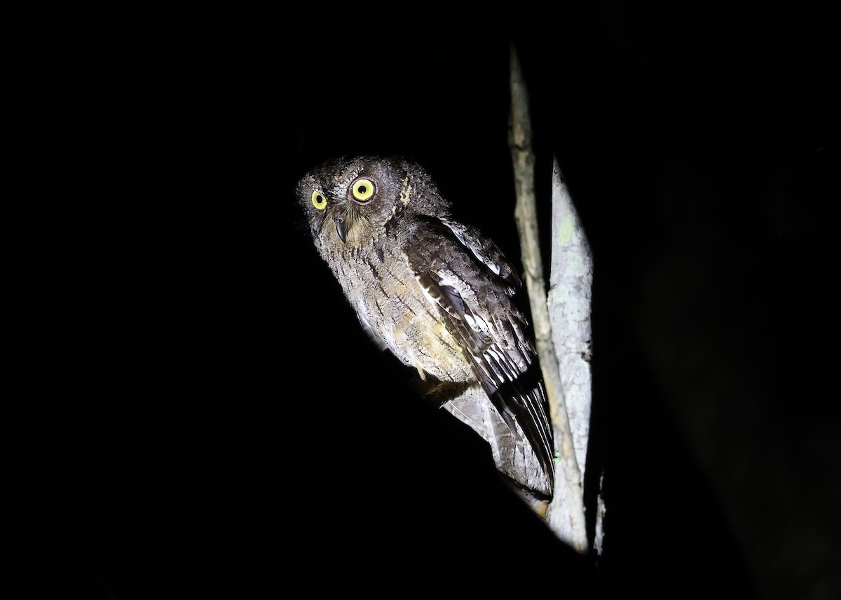 Madagascar Scops-Owl (Torotoroka) - ML514271421