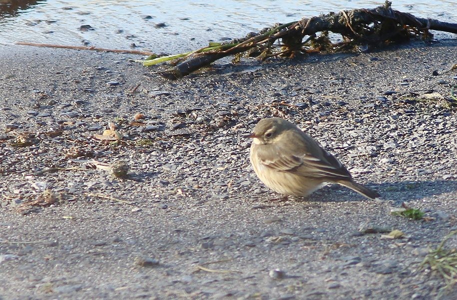 American Pipit - ML51427201