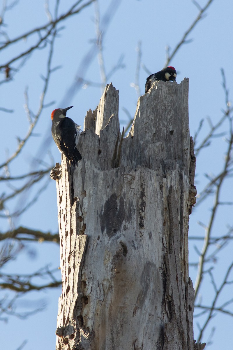 Acorn Woodpecker - Brendan B