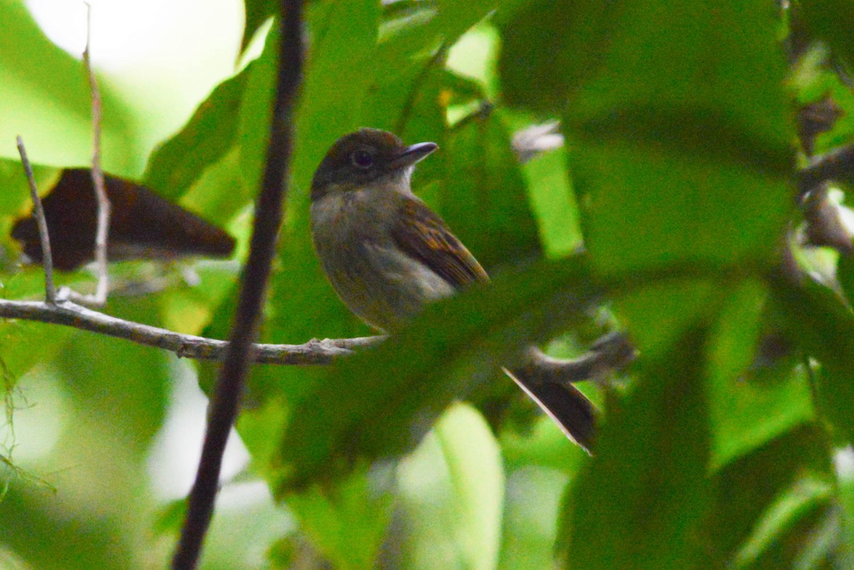 Eastern Olivaceous Flatbill - ML514274171