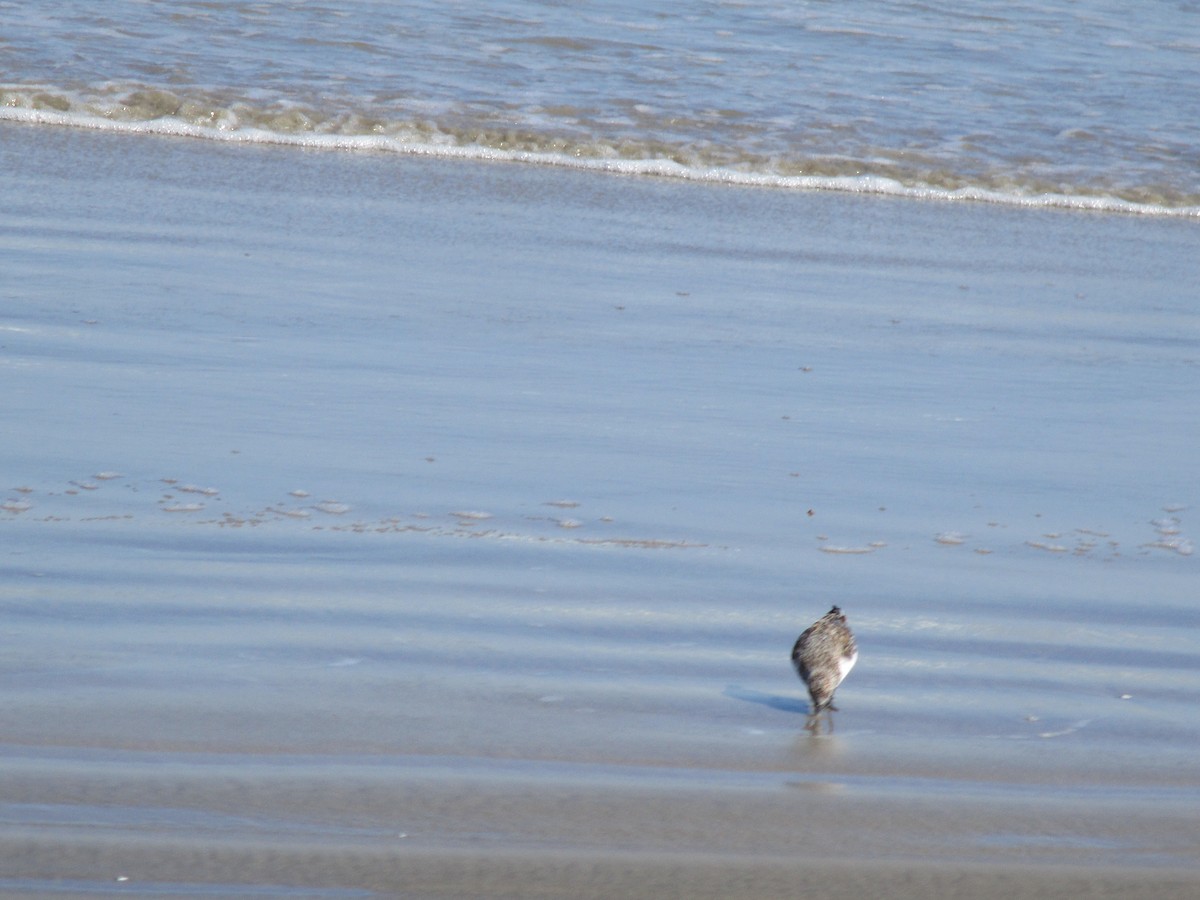 Sanderling - Justin Leahy