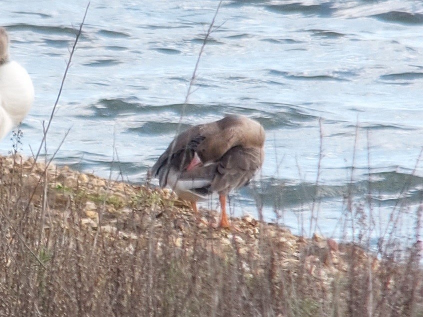 Greater White-fronted Goose - ML514275731