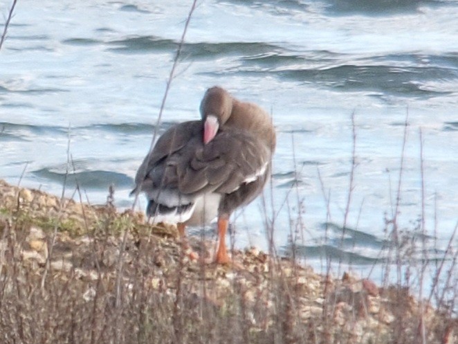 Greater White-fronted Goose - ML514275741