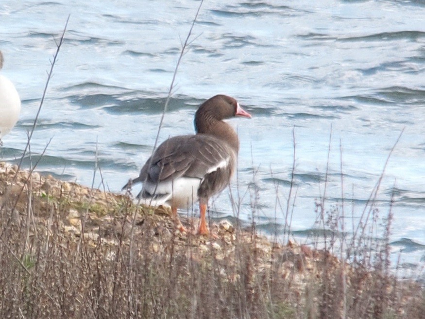 Greater White-fronted Goose - ML514275761