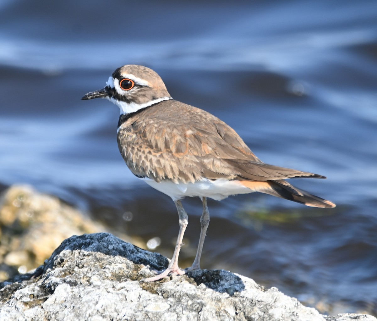 Killdeer - ML514277991