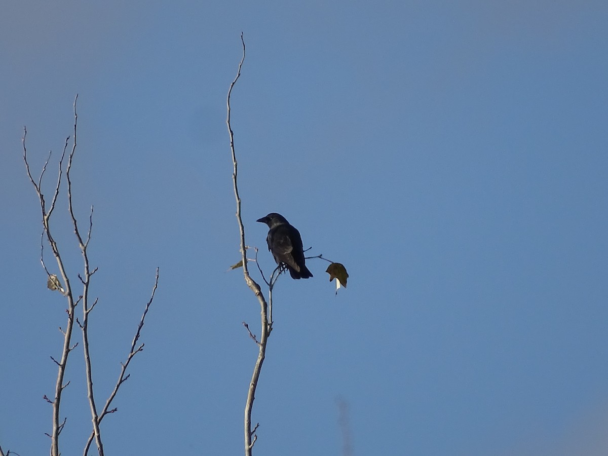 Eurasian Jackdaw - David Garcia Caro