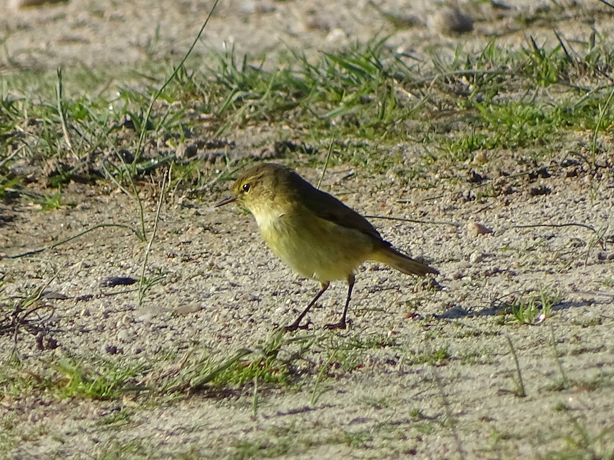 Common Chiffchaff - ML514278401