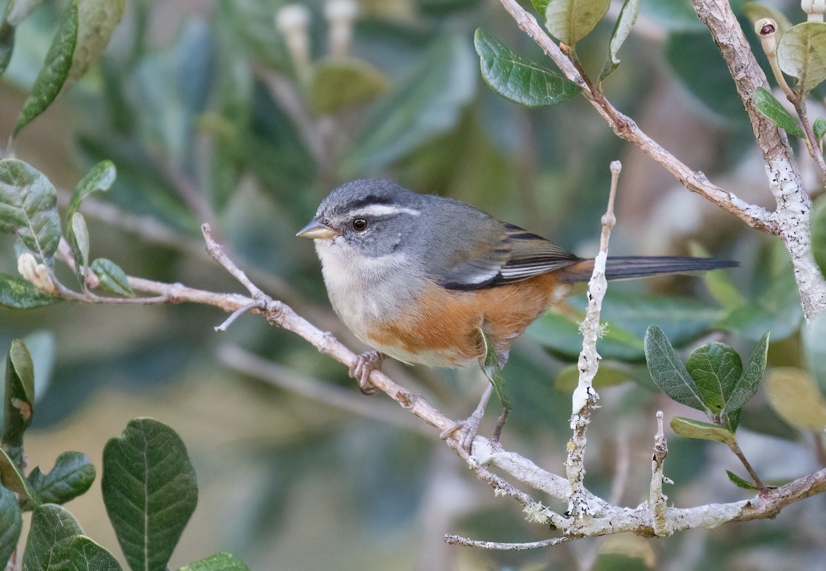 Gray-throated Warbling Finch - ML514278561