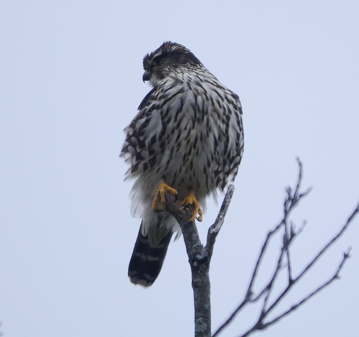 Boz Doğan (columbarius) - ML514278871
