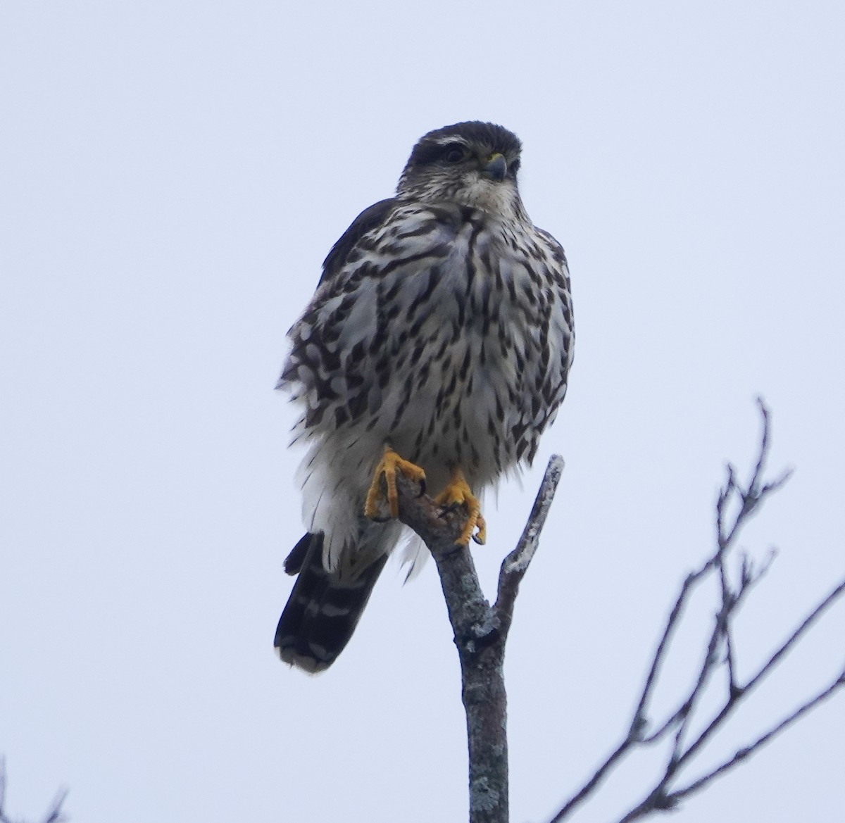 Boz Doğan (columbarius) - ML514278881