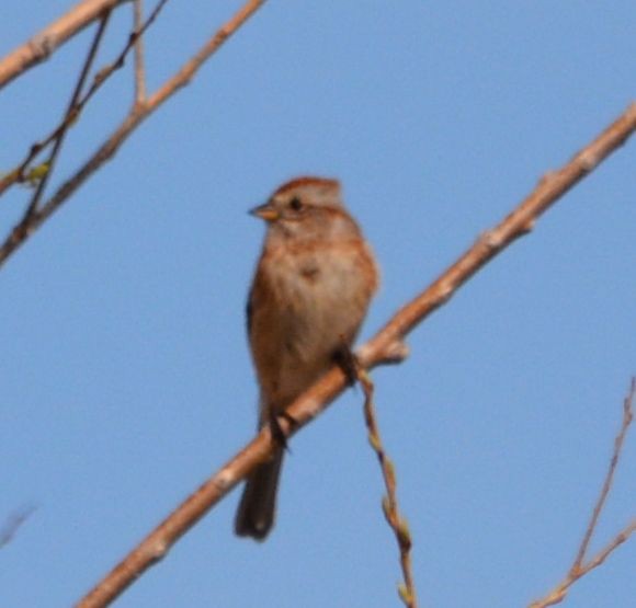 American Tree Sparrow - ML51427891
