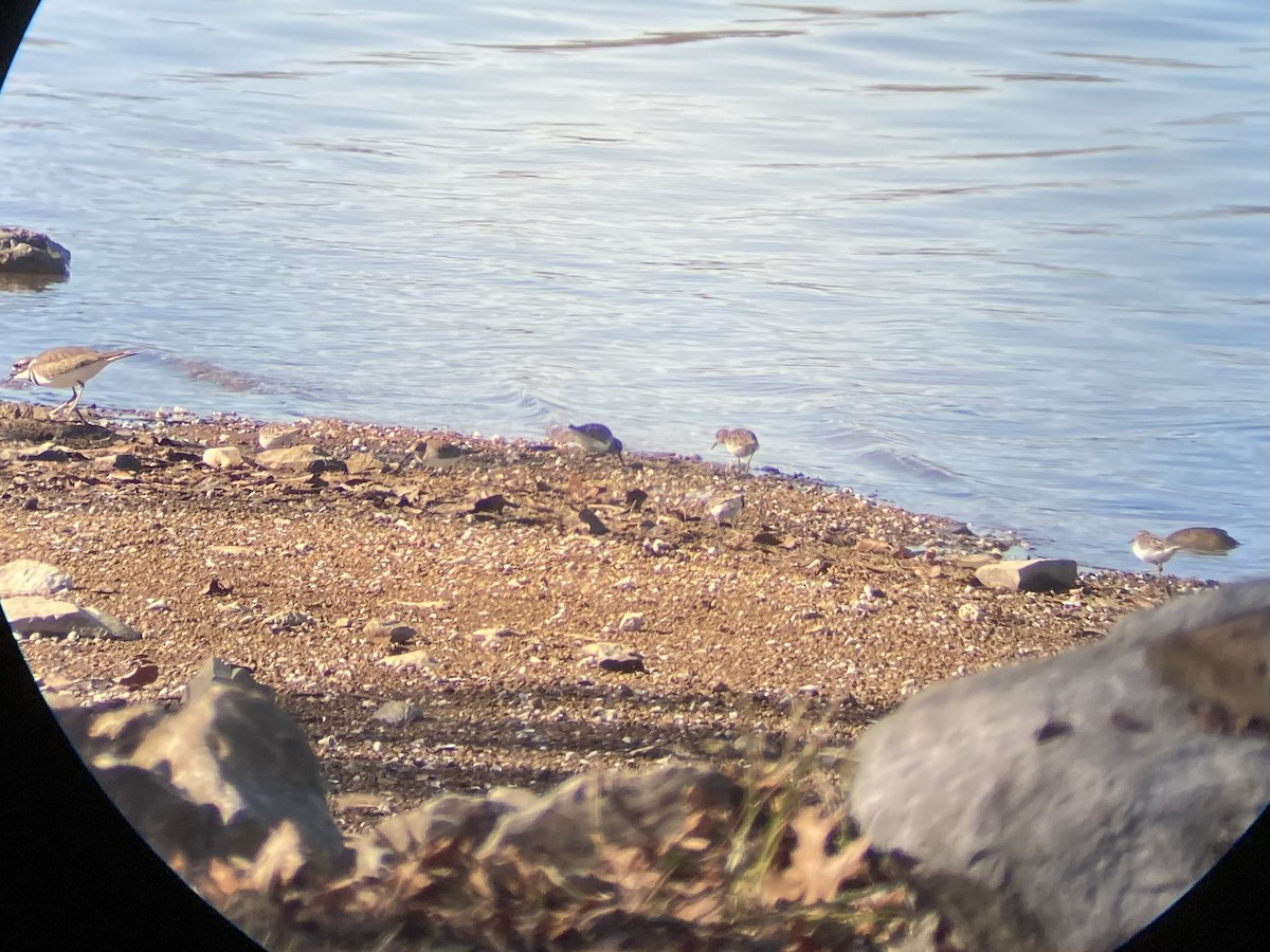 Least Sandpiper - Sean Walters