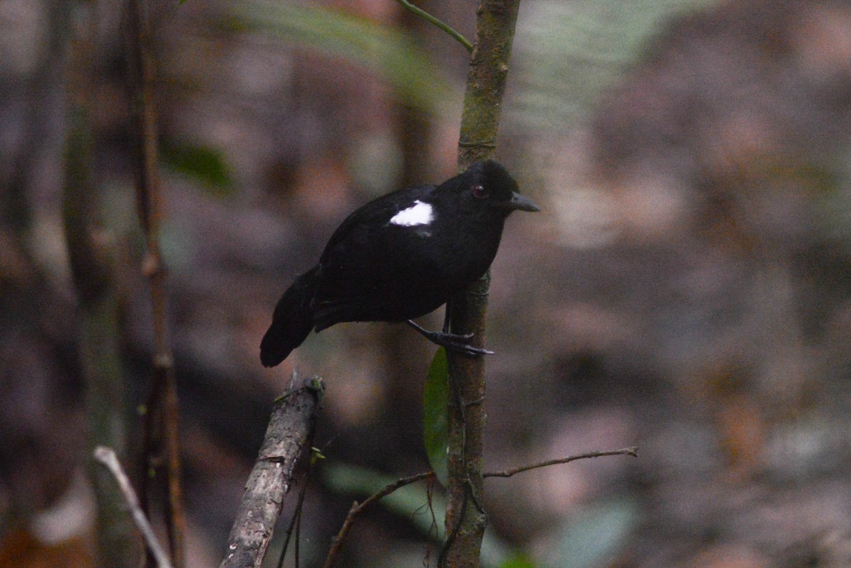 East Amazonian Fire-eye - Ben Phalan