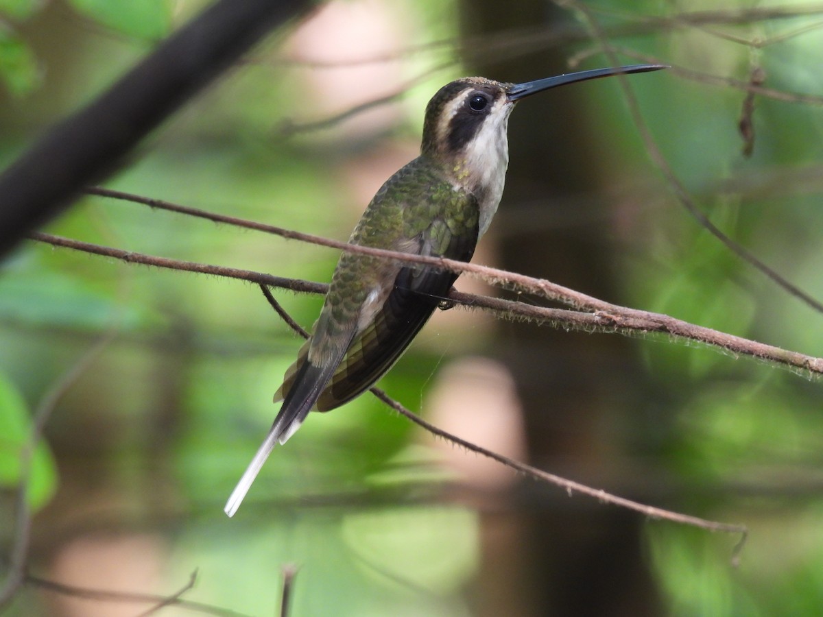 Pale-bellied Hermit - ML514280191