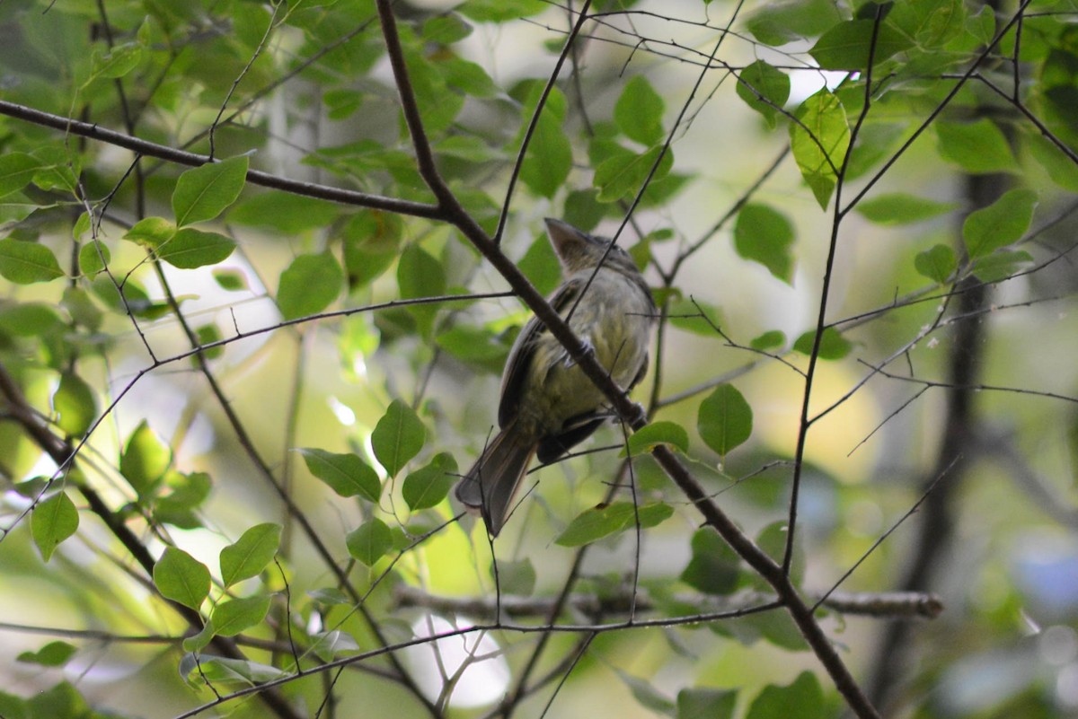 Eastern Olivaceous Flatbill - ML514280971
