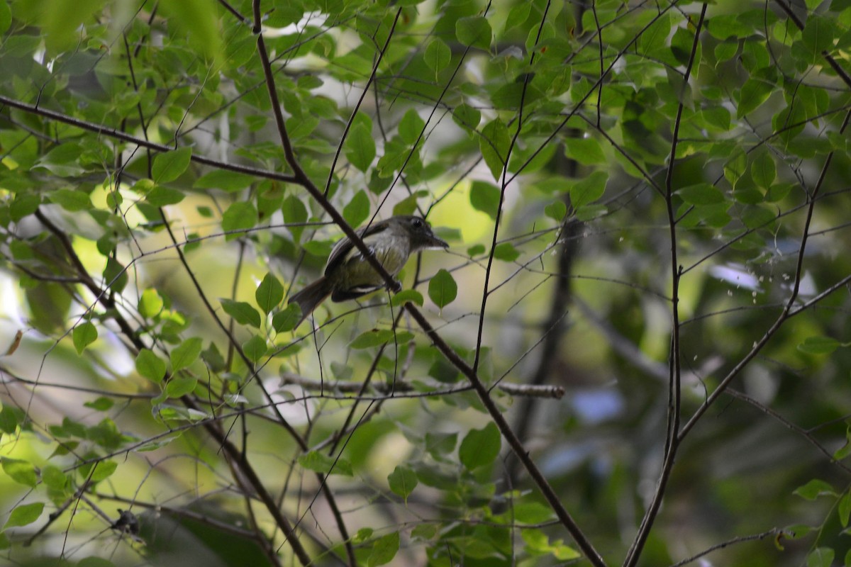 Eastern Olivaceous Flatbill - ML514280981