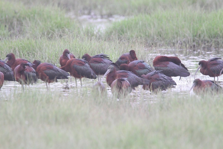 ibis hnědý - ML51428211