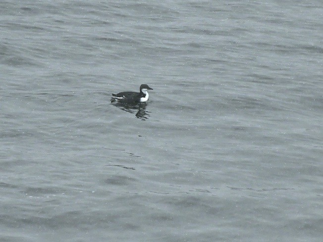 Thick-billed Murre - ML514282331