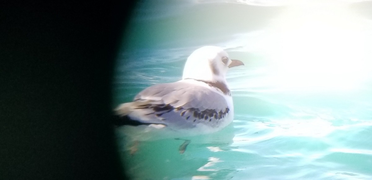 三趾鷗 - ML514283111