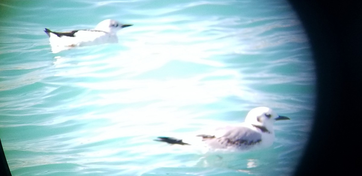 三趾鷗 - ML514283121