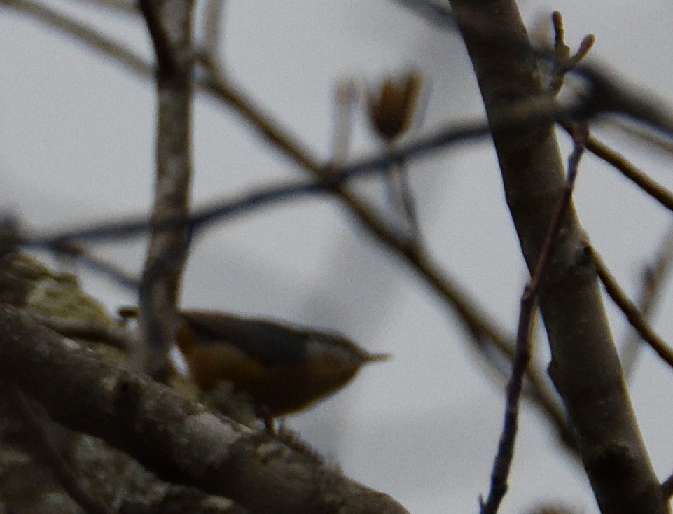 Red-breasted Nuthatch - ML514283131