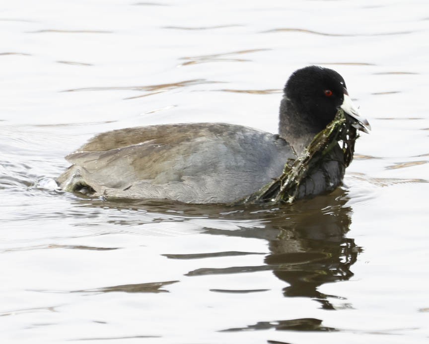 American Coot - ML514283371