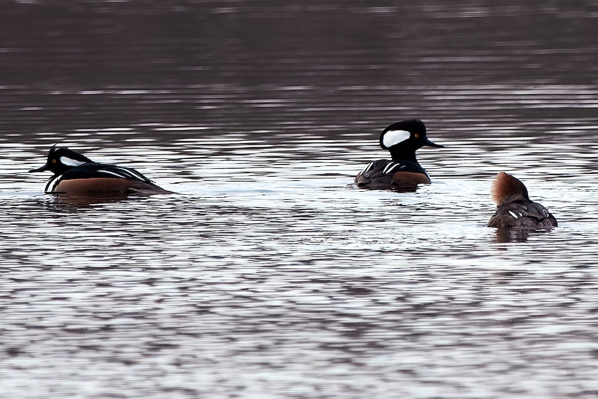 hjelmfiskand - ML514283661