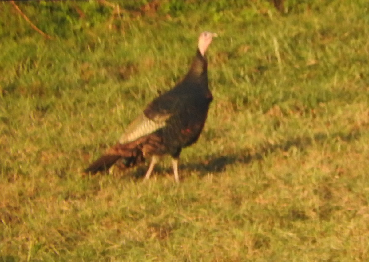 Wild Turkey - ML514283921