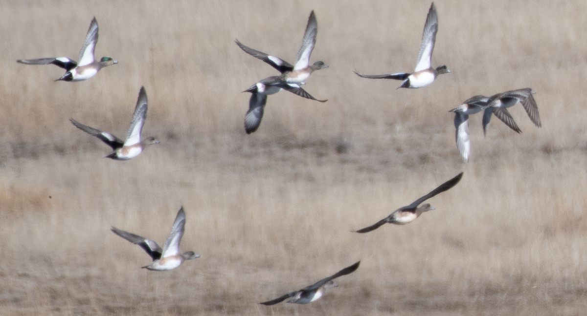 American Wigeon - ML514284551