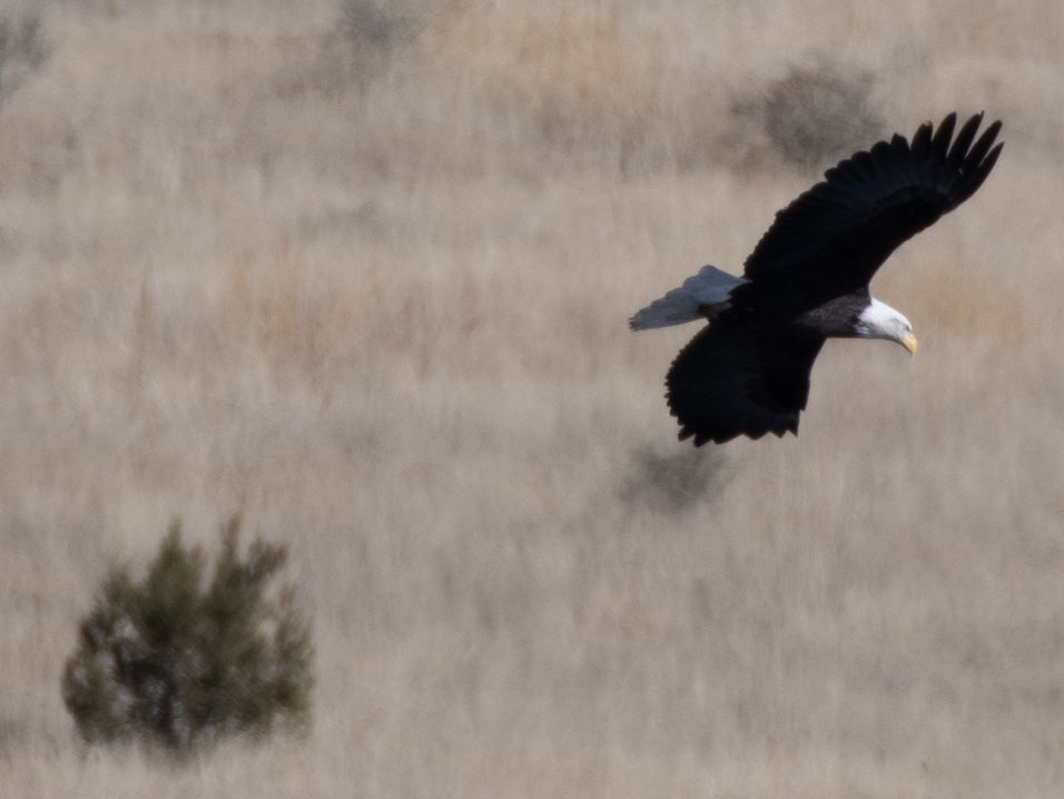 Bald Eagle - ML514285071