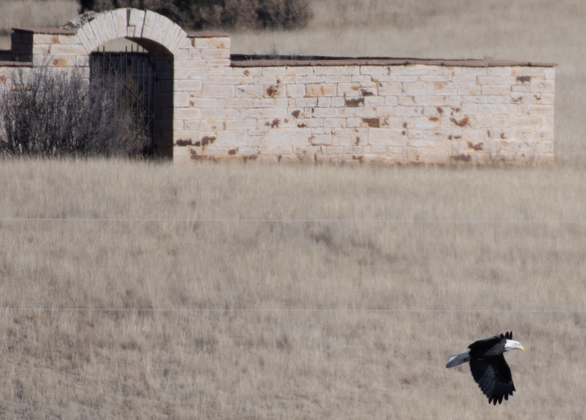 Bald Eagle - ML514285211