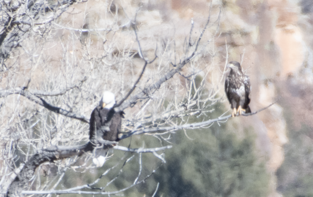 Bald Eagle - ML514285381