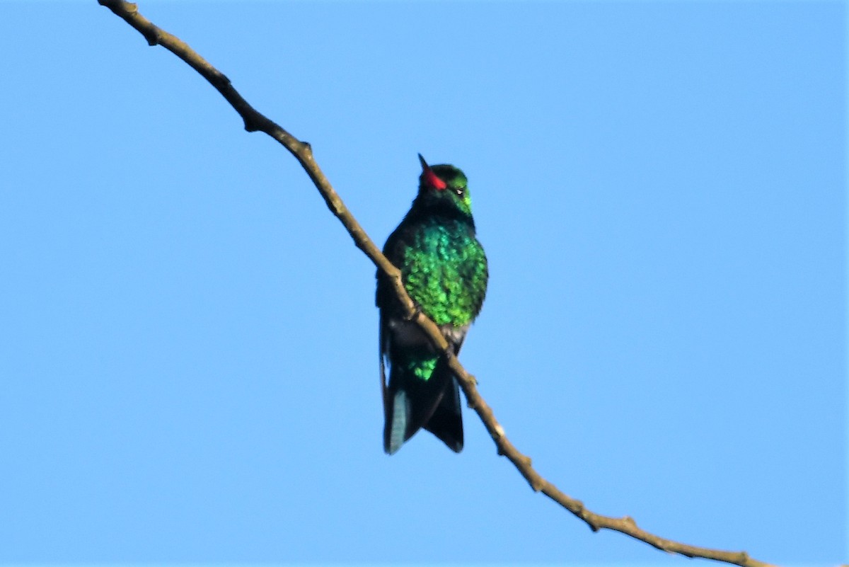 kolibřík lesklobřichý - ML514285461