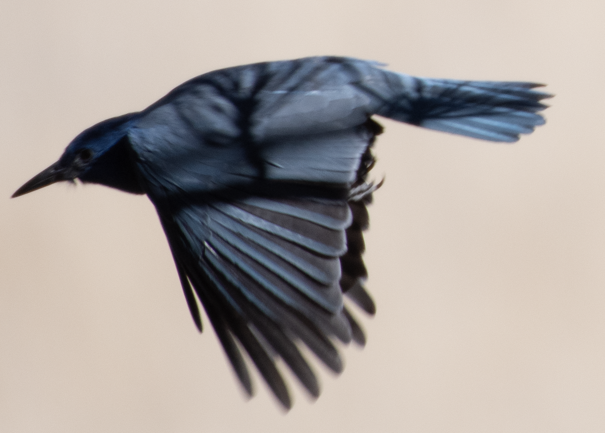 Pinyon Jay - ML514285491
