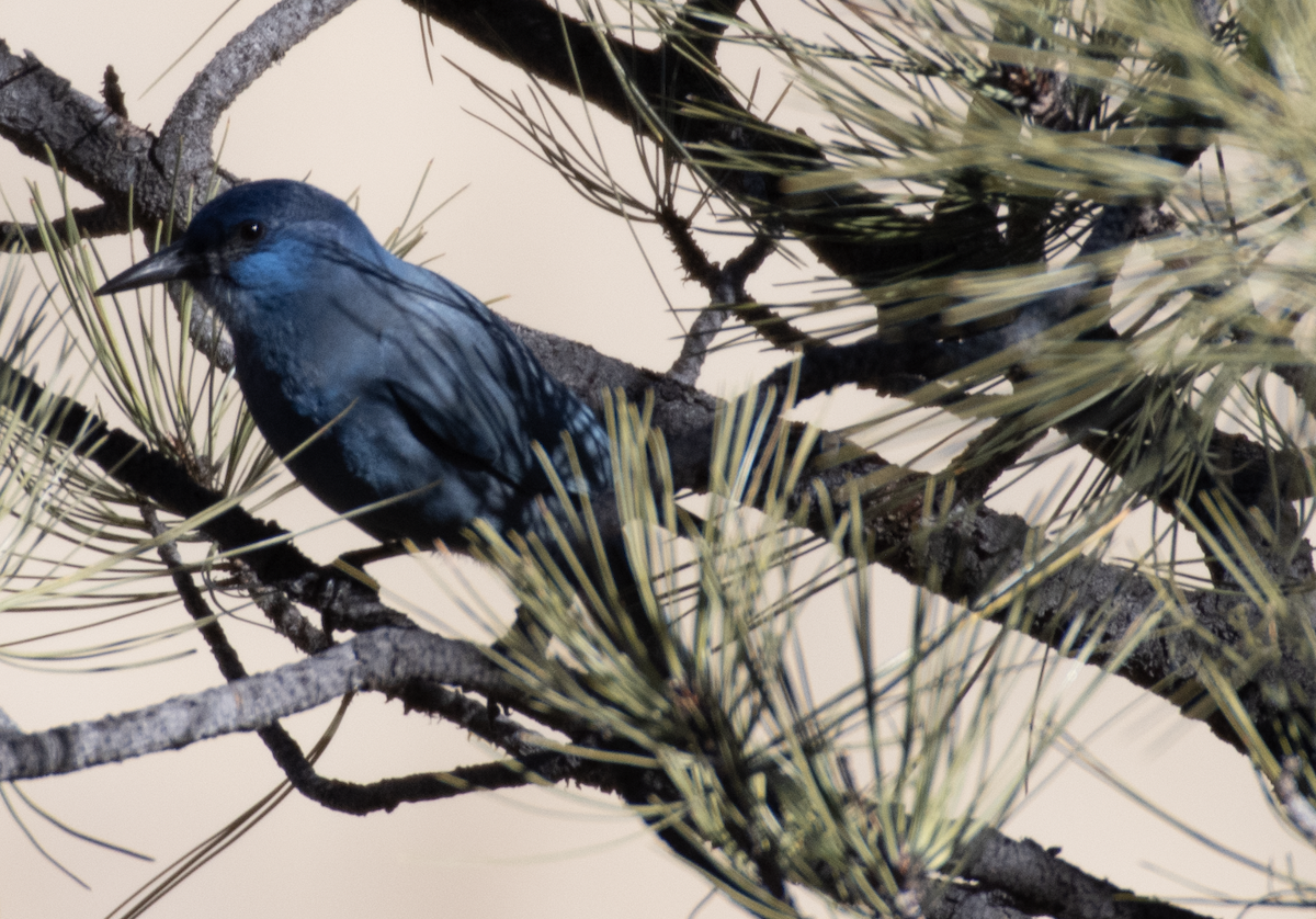 Pinyon Jay - ML514285541