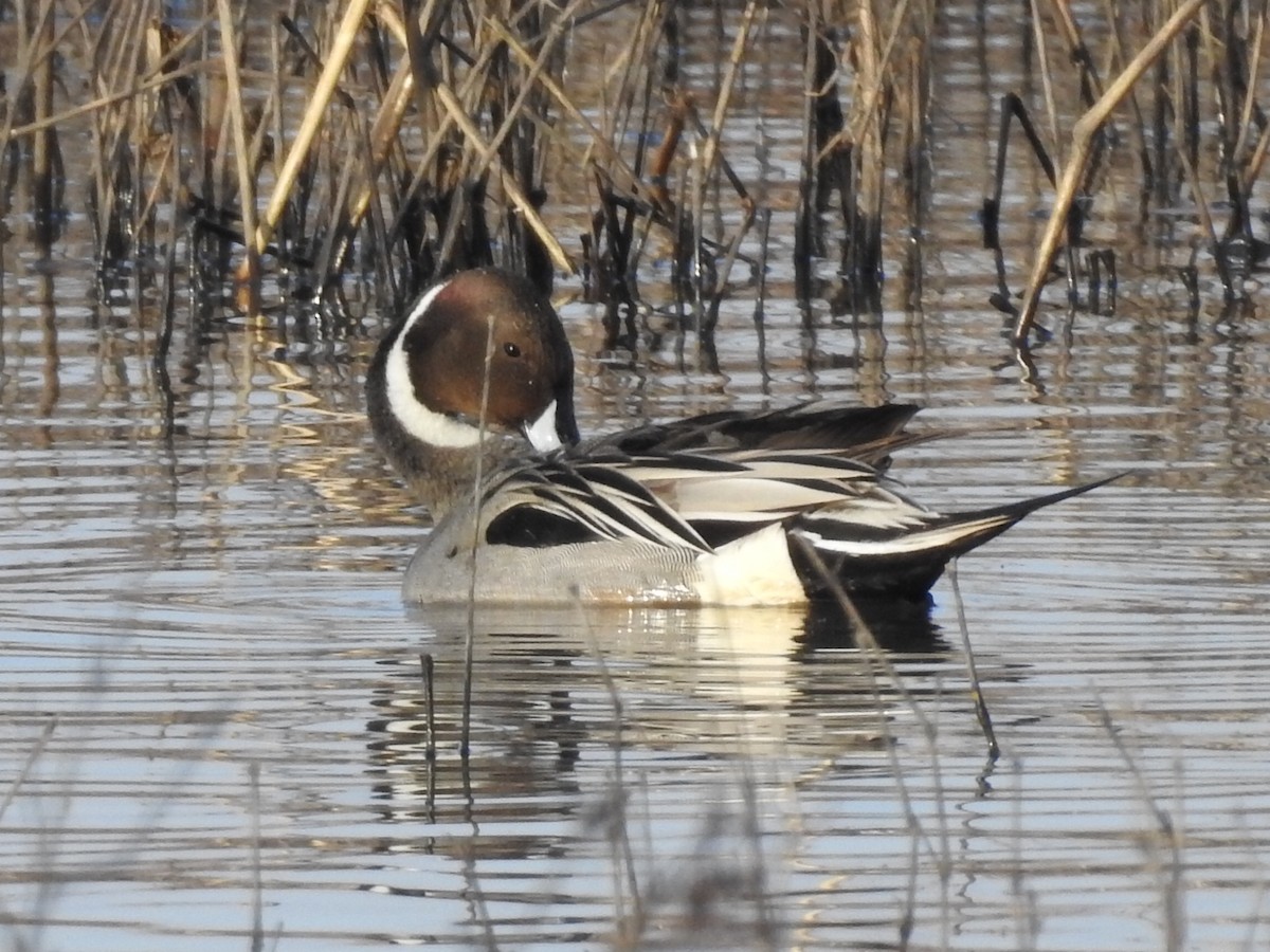 Northern Pintail - Thomas Jones