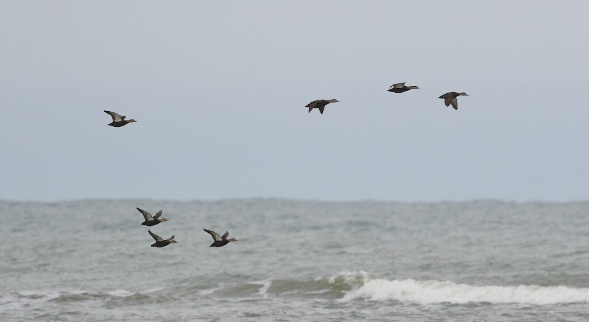 American Black Duck - ML514287651