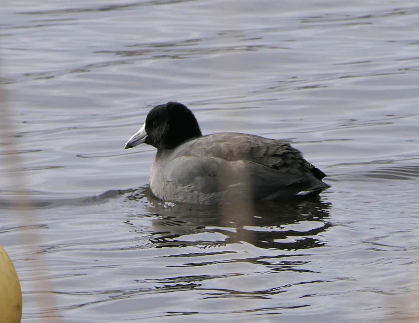 American Coot - ML514287861