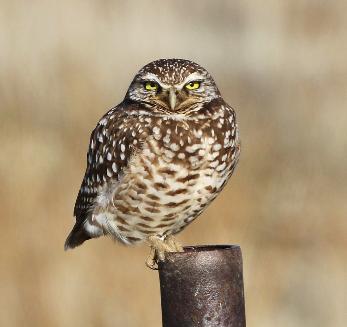 Burrowing Owl - Kevin Thomas