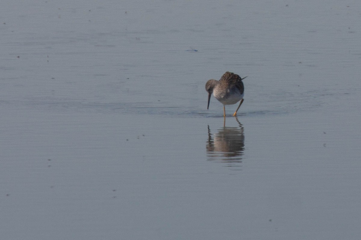 Greater Yellowlegs - Doug Korver