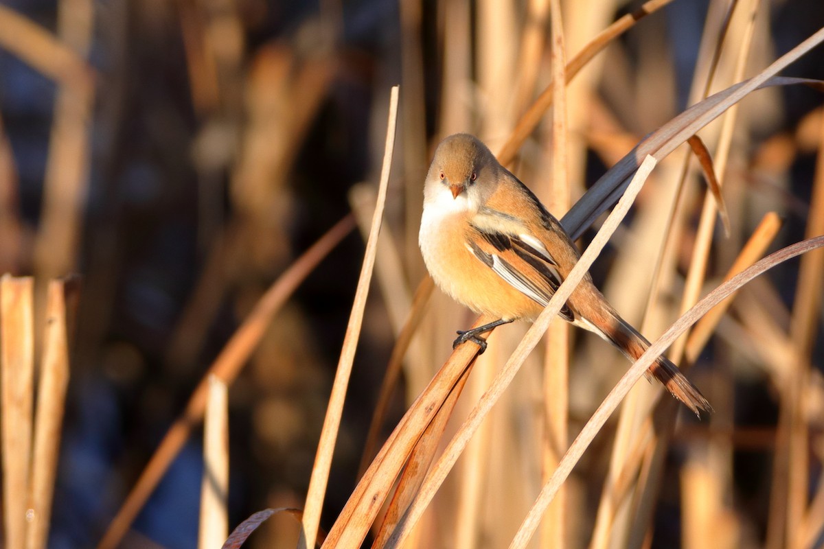 Bearded Reedling - ML514289731