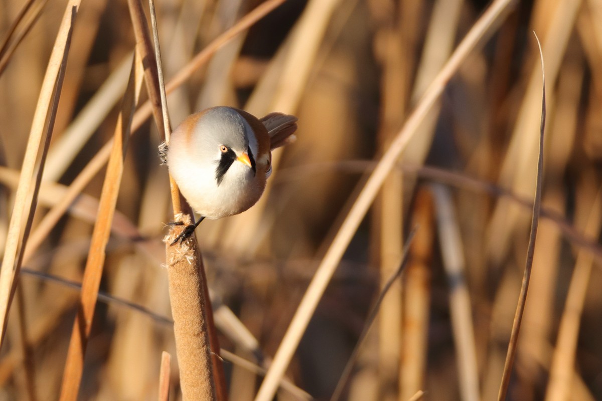 Bearded Reedling - ML514289841