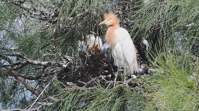 Eastern Cattle Egret - ML514289851