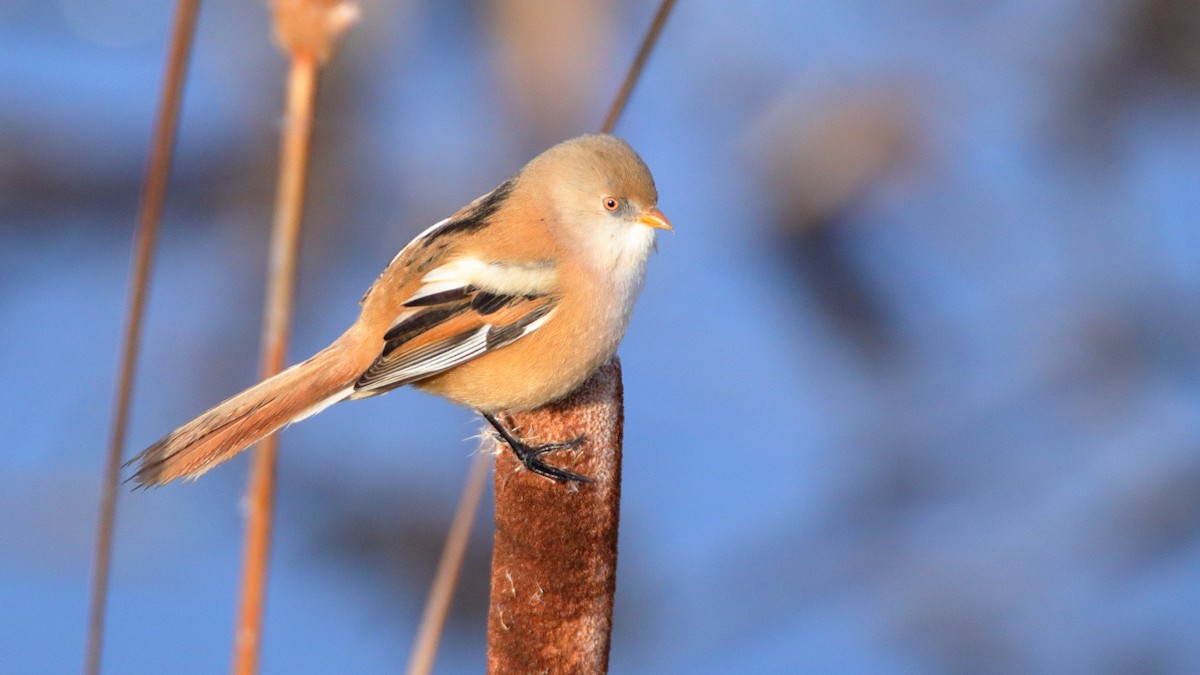 Bearded Reedling - ML514289891