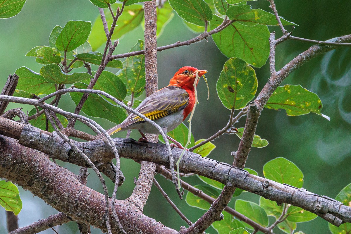 Red-headed Weaver (Southern) - ML514289951
