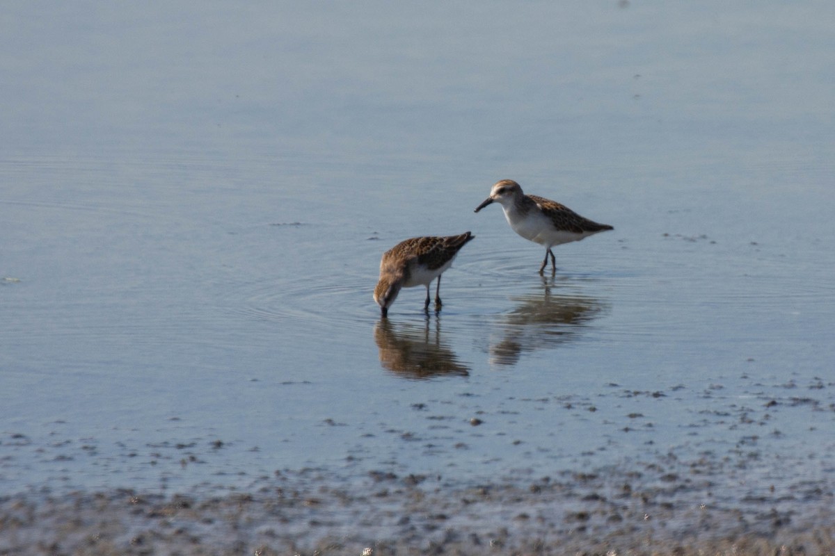 Semipalmated Sandpiper - ML514291561