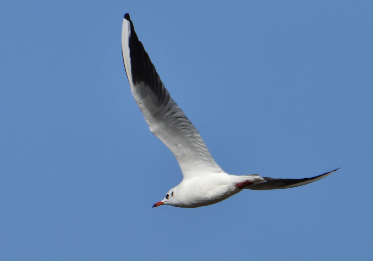 Black-headed Gull - Mu Sano